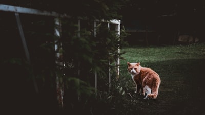 棕色和白色的猫站在绿色的草地上